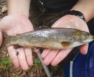 pa trout stocking 2021