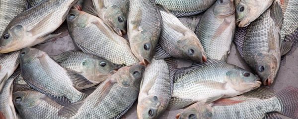 Genetically improved farmed tilapia helps address world hunger ...