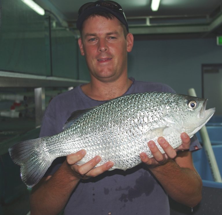 Australian researchers report progress with Jungle Perch recovery ...