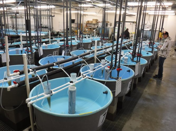 Burbot/sturgeon hatchery off to stellar start - Hatchery ...