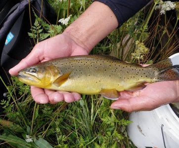 Saving the Apache trout - Hatchery InternationalHatchery International