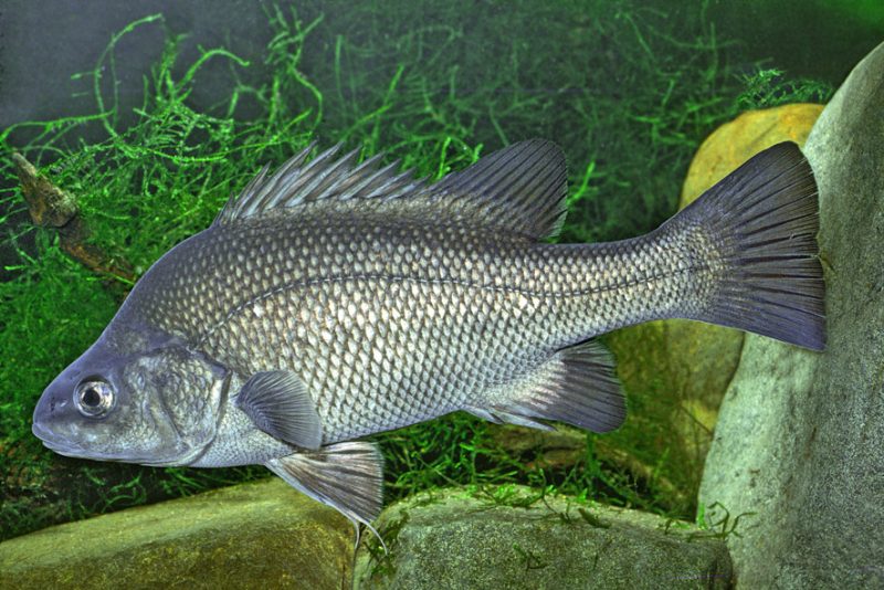 CONSERVING NATIVE AUSTRALIAN FISH: Macquarie perch pose special ...