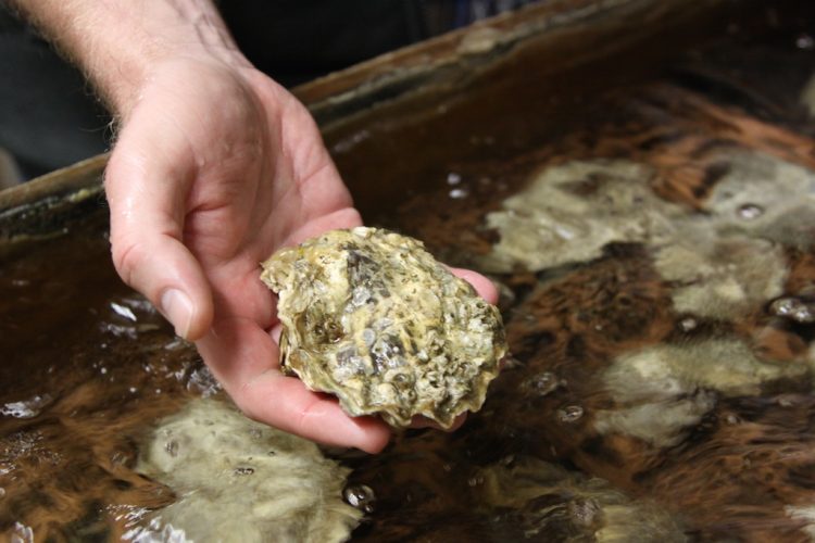 algae species feed for oyster spat