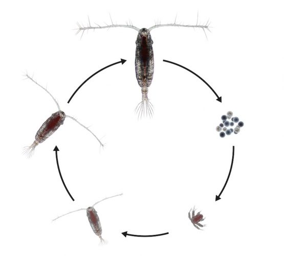 Akva subsidiary commercializes copepod production - Hatchery ...