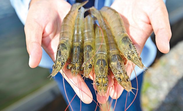 Fortified feed may help revive tiger shrimp production in Indonesian ...