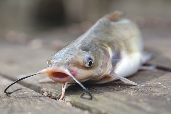 Soldier fly frass boosts catfish weight: study - Hatchery ...