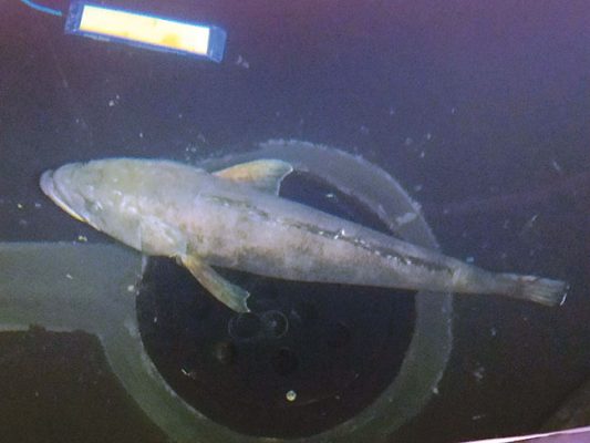 Farmed Chilean Sea Bass Ready For Primetime Hatchery International