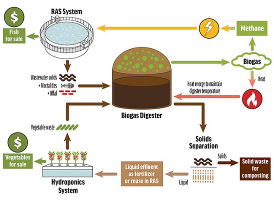 Exploring anaerobic digestion for waste management in RAS - Hatchery ...