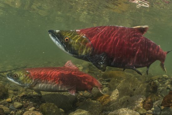 New genome initiative aims to boost B.C.’s Sockeye salmon populations ...