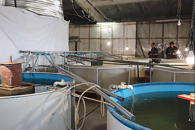 Russian hatchery promotes new fish hybrid - Hatchery ...