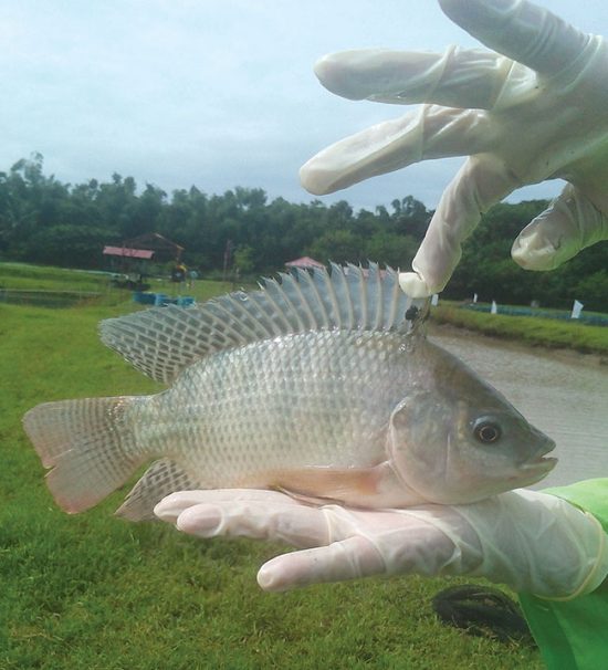 Global tilapia research round-up - Hatchery InternationalHatchery ...