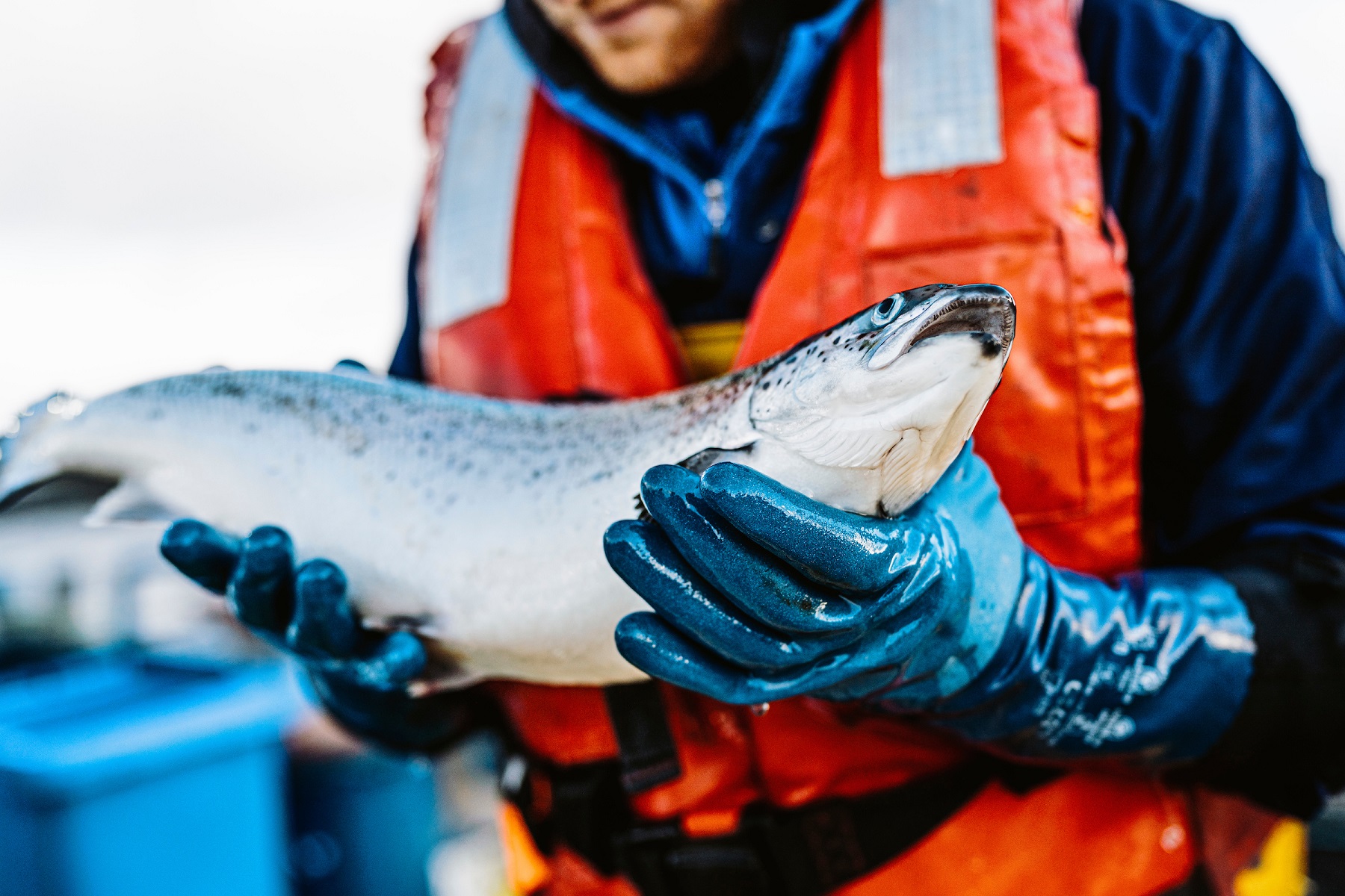 Aquaculture veterinary training initiative launched in Scotland ...