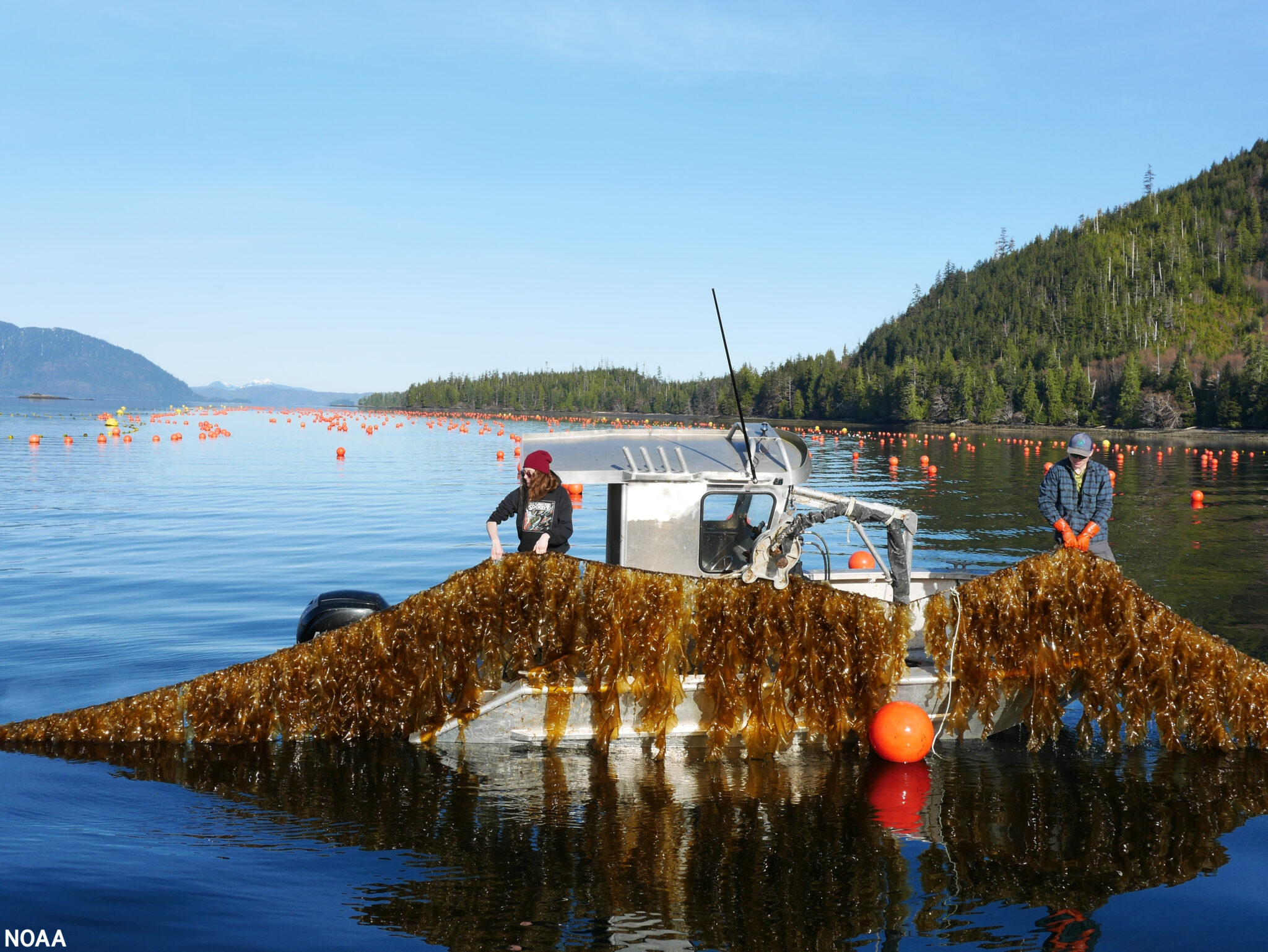 NOAA investigates aquaculture opportunities in Alaska - Hatchery ...